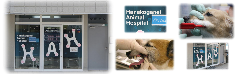 動物歯科 花小金井動物病院